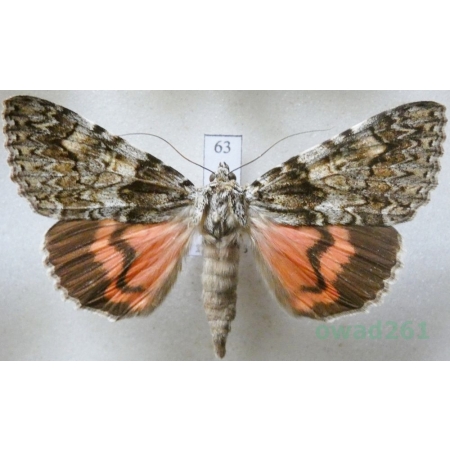 Catocala promissa (Denis & Schiffermüller, 1775) Wstęgówka narzeczona Slovakia 57mm63